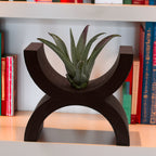 Air plant holder