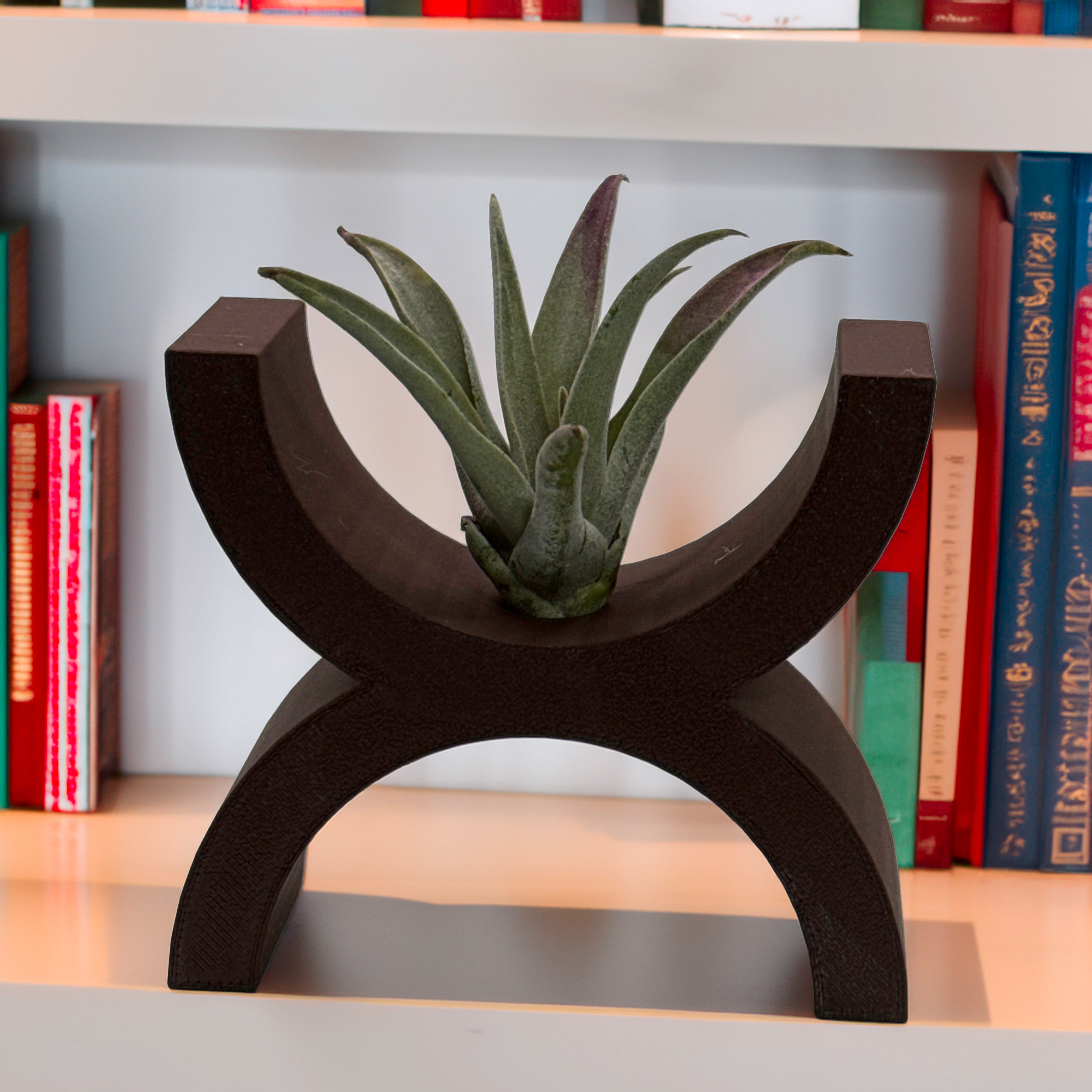 Air plant holder
